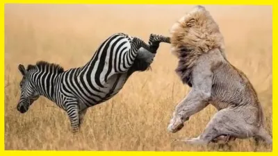 When Animals Attack – Must-Watch Content for Wildlife Fans