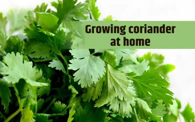 How to Grow Fresh Coriander at Home with Simple Gardening Tips