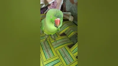 Are ParrotX2 YouTube Videos Scripted? Unveiling the Truth Behind the Popular Channel