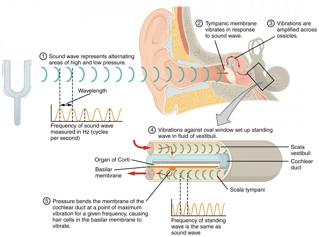 Audition and Somatosensation  Anatomy and Physiology I