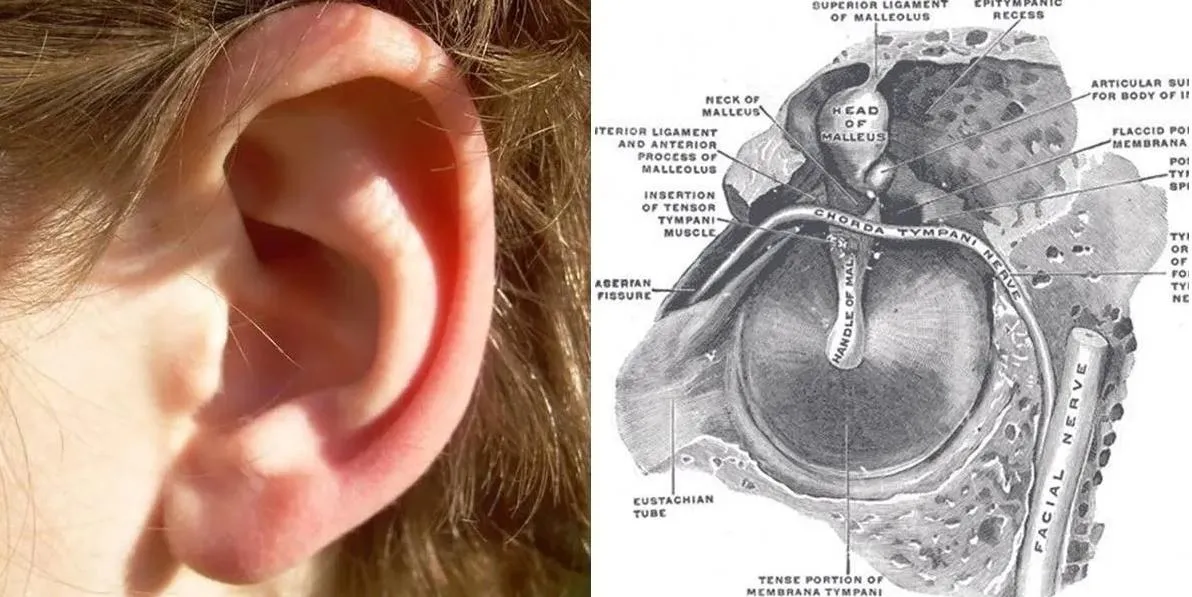 Understanding the Causes and Solutions for Rumbling Sounds in Your Ears