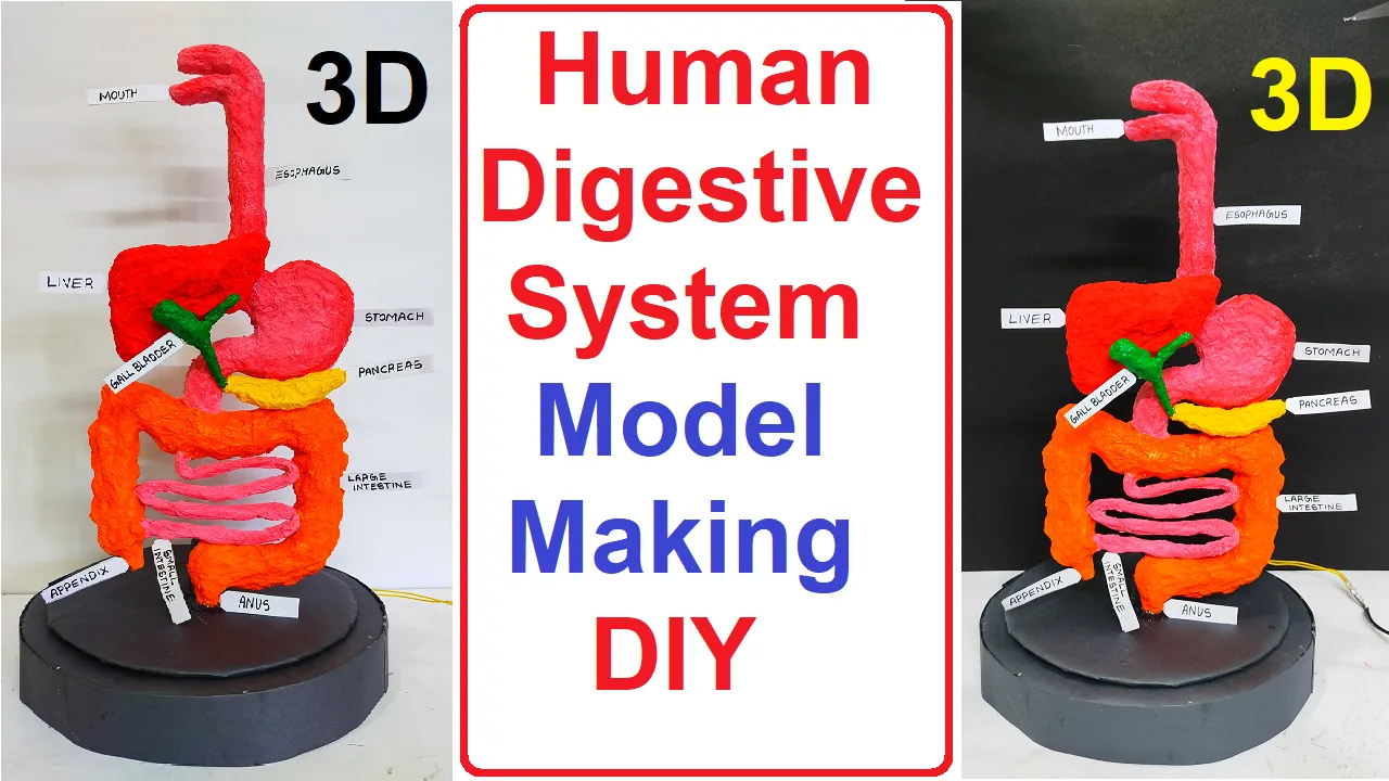 Creating a Digestive System Model for Projects