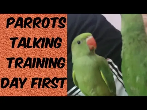 parrots talking traning day firsttrain parrot to talk stepshow to 