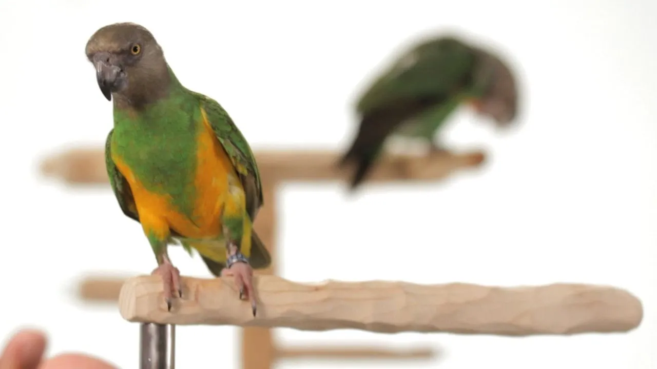 Comprehensive Tips for Training Parrots to Talk with Video Tutorials