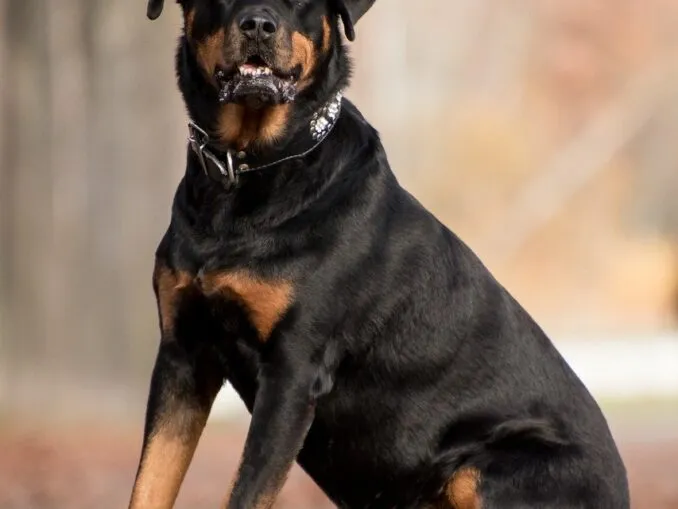 Rottweiler Behavior Your Complete Guide to Real Rottie Behaviors