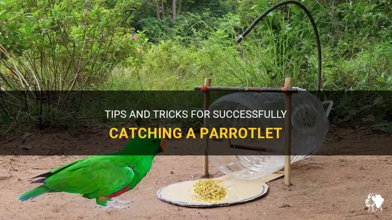 Tips And Tricks For Successfully Catching A Parrotlet  PetShun