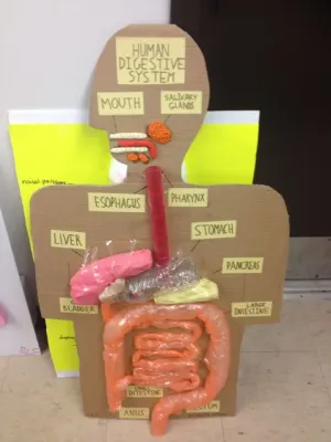 Creating a Digestive System Model for Projects