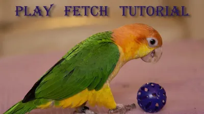 Comprehensive Tips for Training Parrots to Talk with Video Tutorials