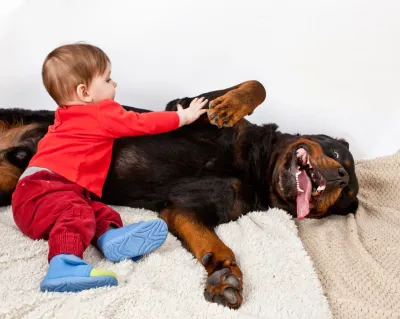 Understanding the Rottie Rumble and Rottweiler Behavior