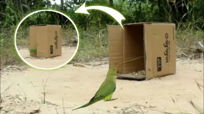 How to Catch a Parrot with Ease