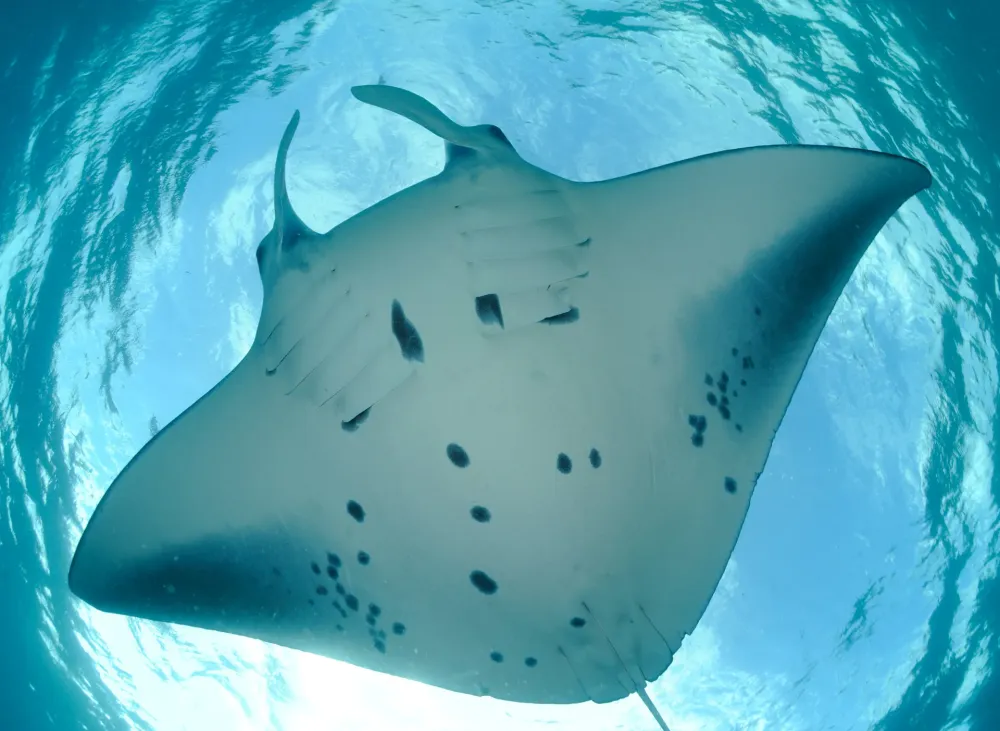 Spotting Manta Spots  SOSF DArros Research Centre