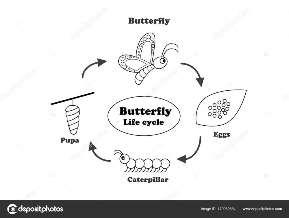 Butterfly life cycle in outline style vector  Stock Vector  jiaking1 