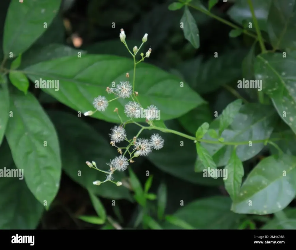 Little ironweed seeds hires stock photography and images  Alamy