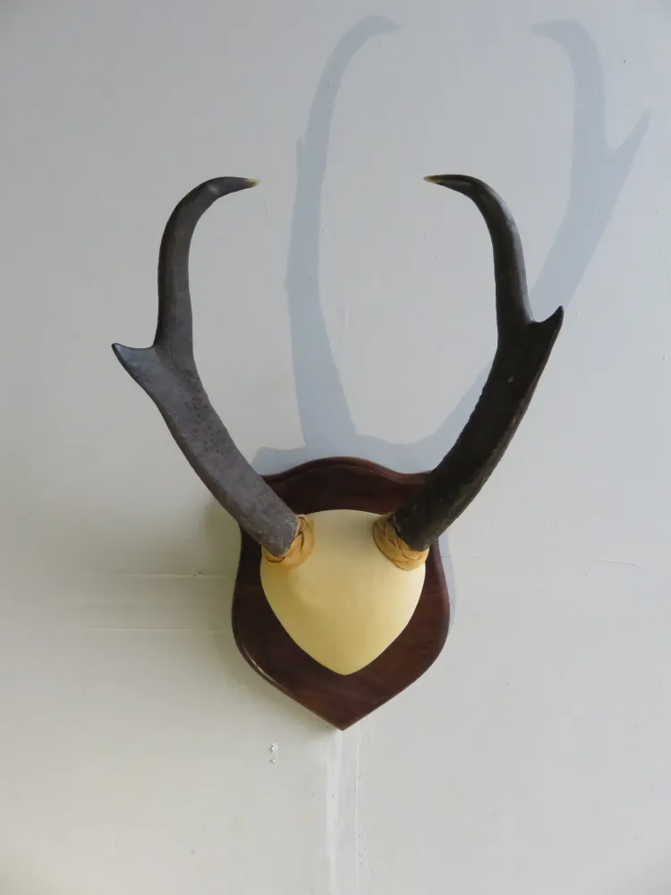 Exploring Moonlight Antelope Antlers in OSRS