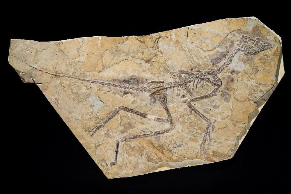 How Do Fossils Form  How Fossils Form  Live Science