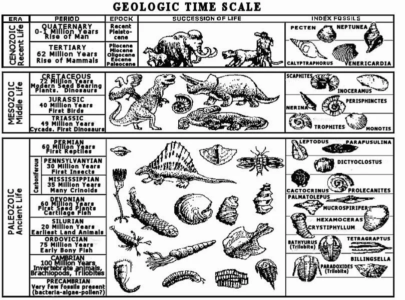What to Do with Fossils in OSRS: A Comprehensive Guide