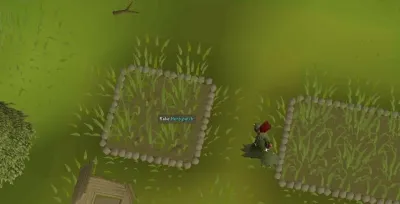 How Long Do Herbs Take to Grow in OSRS?