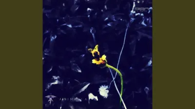 How to Change Your Cat’s Color in OSRS