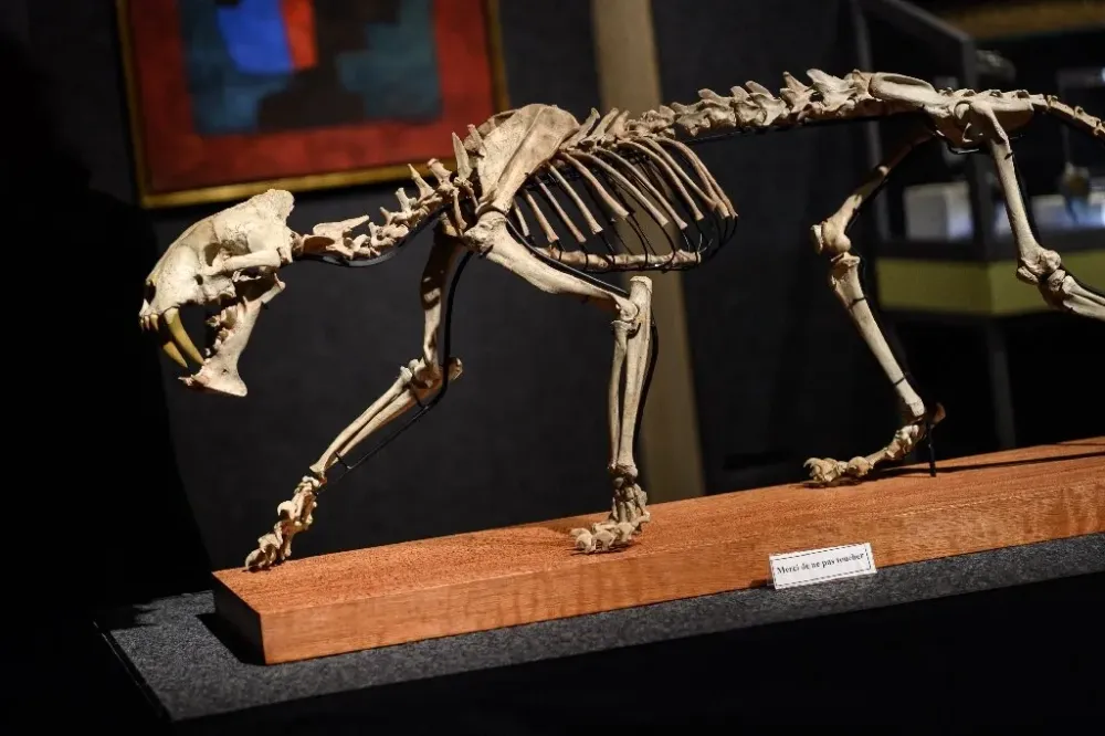 Everything You Need to Know About the OSRS Sabre-Toothed Kyatt