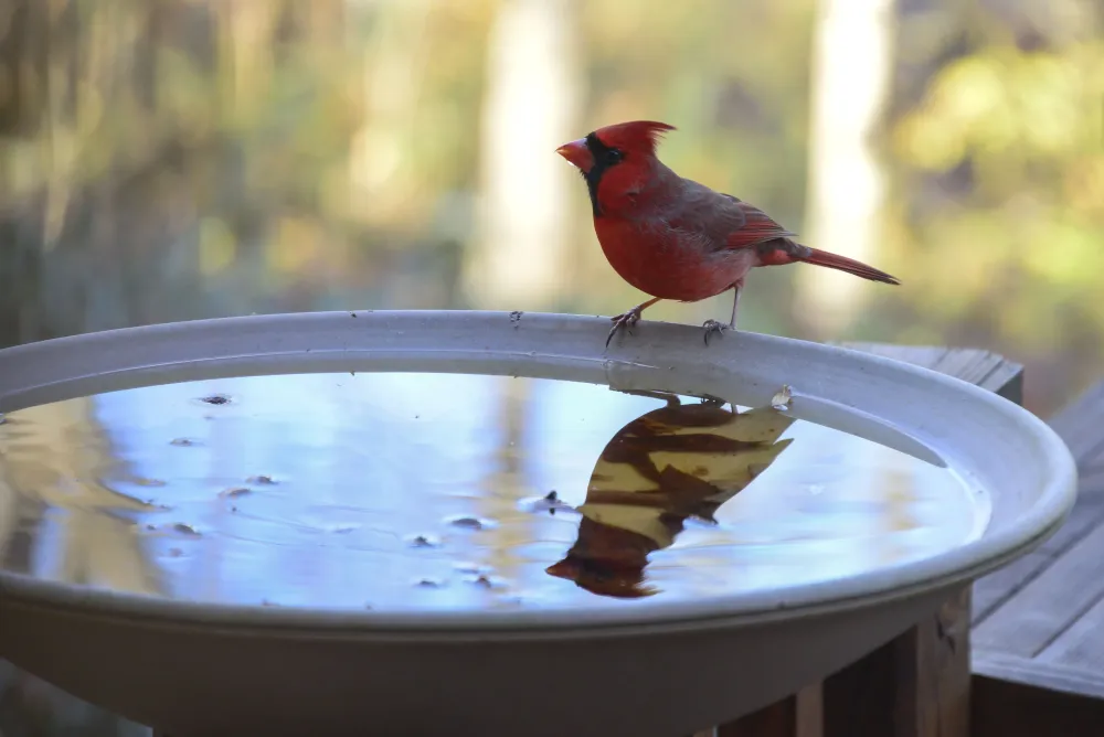 The 5 Best Bird Baths of 2021