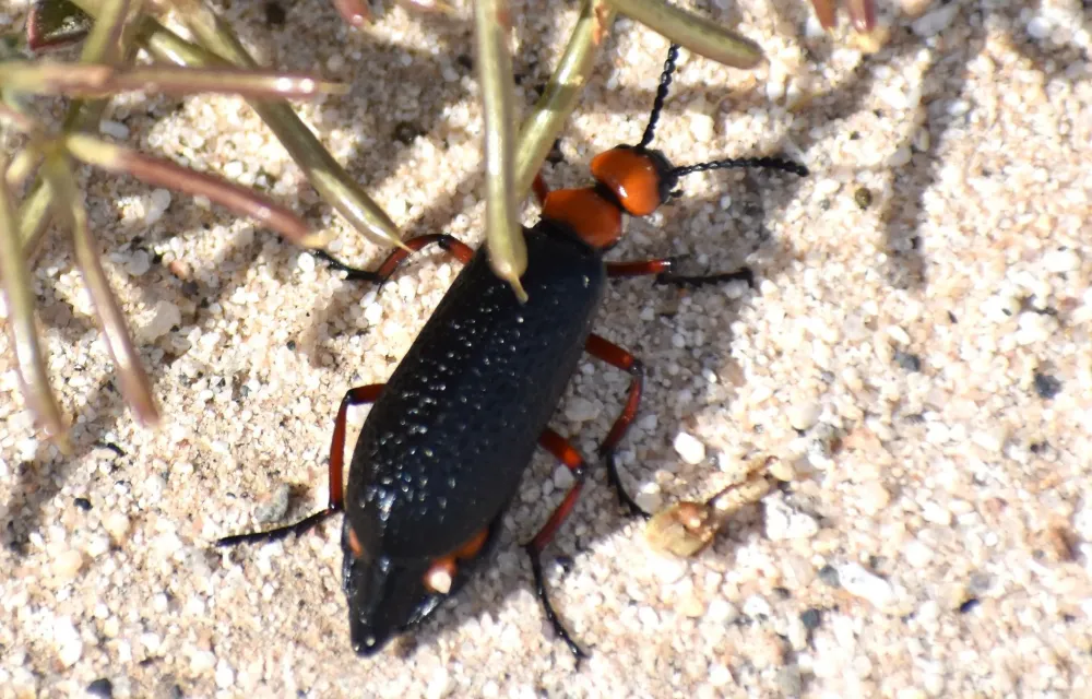 Desert insect  Desert insects Deserts Insects