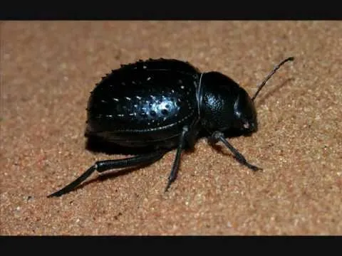 Desert  Insects  YouTube