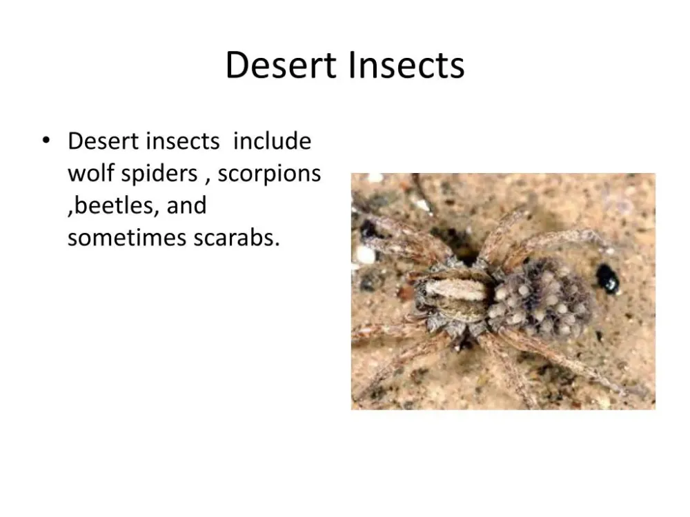 Understanding OSRS Desert Insects: What You Need to Know