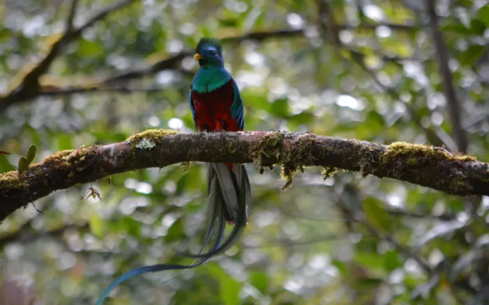 Finding Resplendent Quetzal  Tour to Las Tablas  Independent Travels 