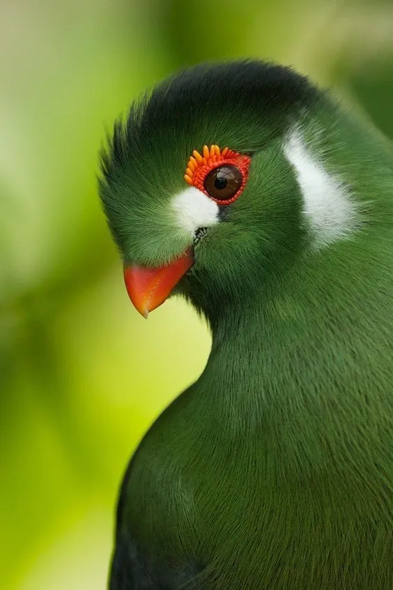 Ultimate Guide to Feeding Quetzals in OSRS: GE Strategies and Tips