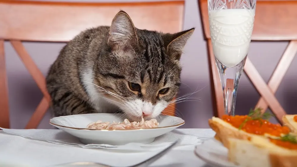 How to Feed Your Cat  Cat Care  YouTube
