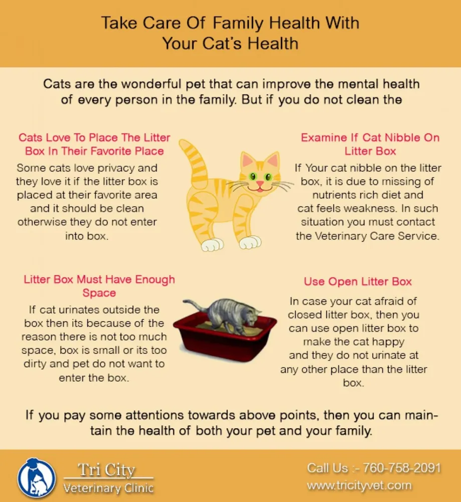 Take Care Of Family And Cat Health  Cat health care Cat health 