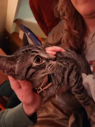 What to Do If You Lost Your Cat in OSRS