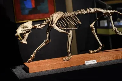 Everything You Need to Know About the OSRS Sabre-Toothed Kyatt
