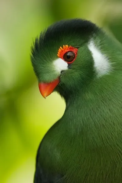 Ultimate Guide to Feeding Quetzals in OSRS: GE Strategies and Tips