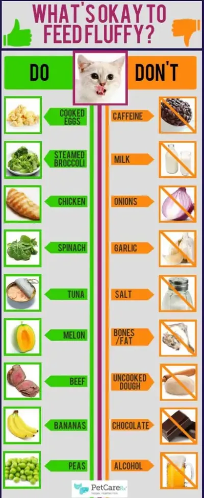 How to Feed Your Cat in OSRS: A Comprehensive Guide
