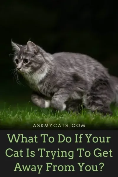 What to Do If Your OSRS Cat Ran Away: A Complete Guide