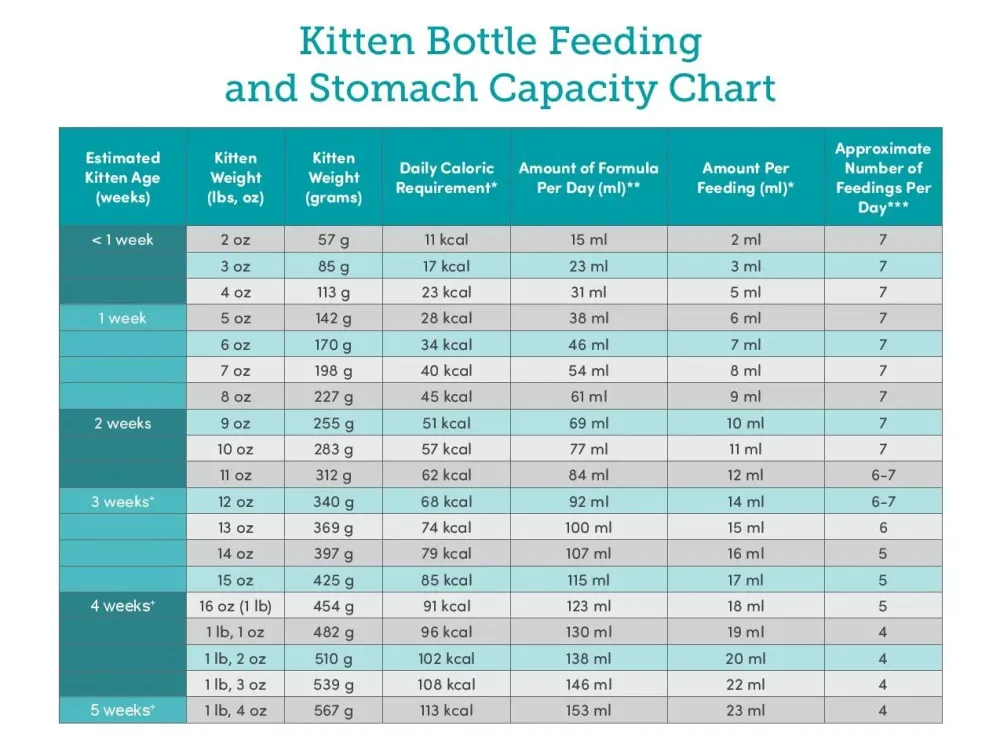 Bottle Baby Kittens  Colorado Animal Rescue