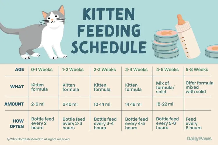 Cat Feeding Calendar  Trixy Hermione