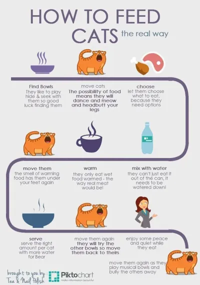 How Often Should You Feed Your Kitten in OSRS?