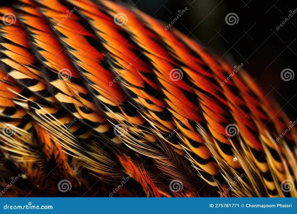A Closeup of a Male Golden Pheasant S Tail Feathers Showing the 