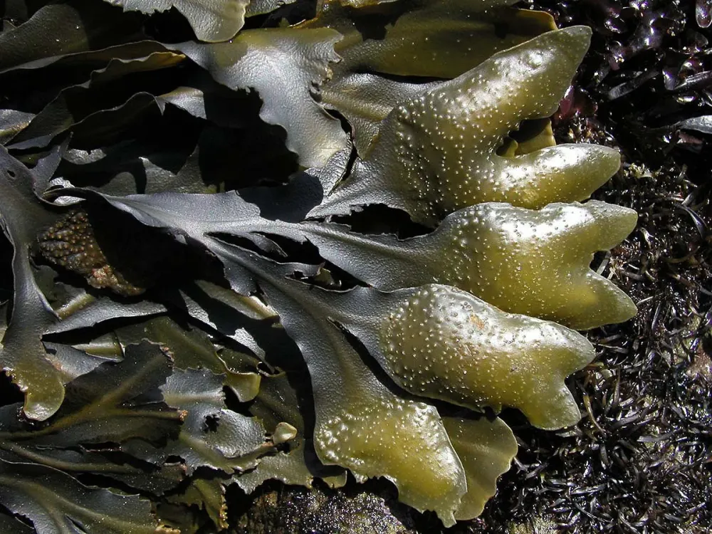 A GUIDE TO EDIBLE SEAWEED  GrowEatGather  Edible seaweed Edible 