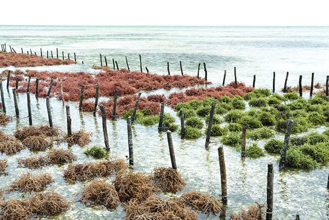 Seaweed Farming  Seaweed Cultivation Potential Significance  UPSC 