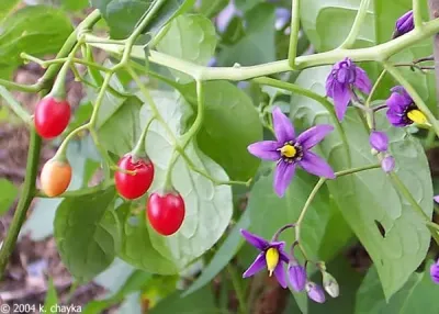 Everything You Need to Know About OSRS Belladonna: My Dear