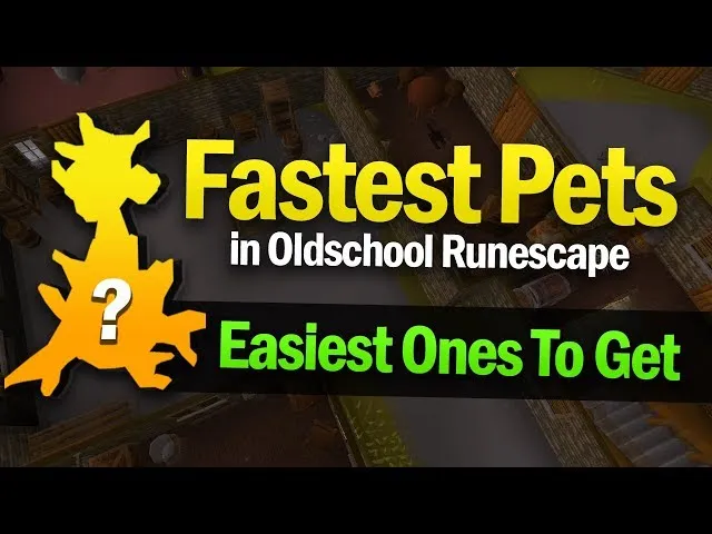 OSRS Pets Guide Find The Best One For You  Harmonicode