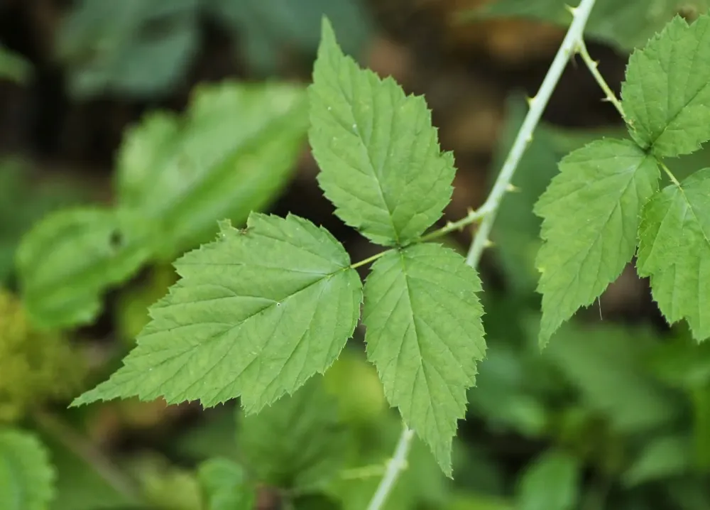 are there thorns on poison ivy stem  Google Search Harmful Plants 