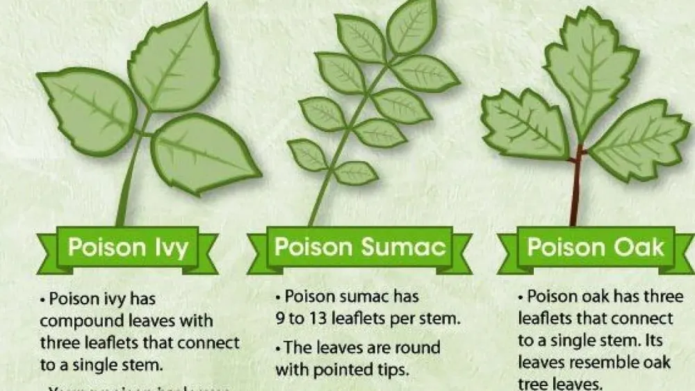 Understanding Poison Ivy Bushes in OSRS: A Comprehensive Guide