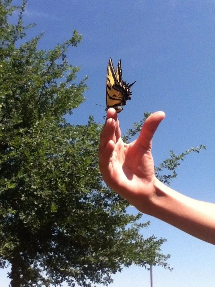 Catching butterflies  Butterfly flowers Butterfly Just do it