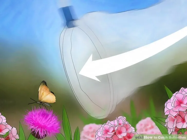 3 Ways to Catch Butterflies  wikiHow