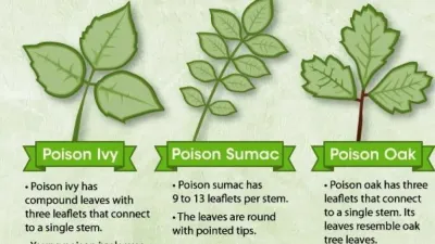 Understanding Poison Ivy Bushes in OSRS: A Comprehensive Guide