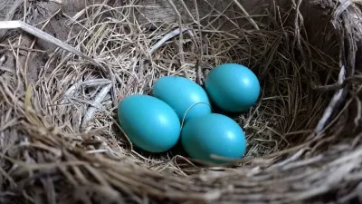 The Ultimate Guide to OSRS Green Bird Eggs: Tips and Tricks
